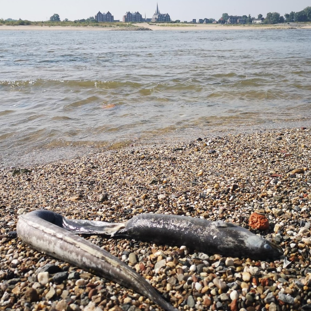 Knakaal op strandje, vrijwilligersteam RAVON