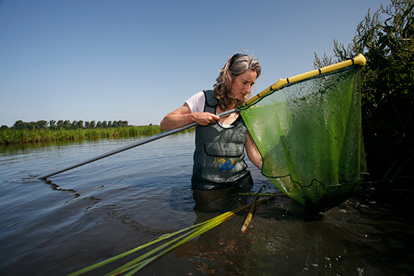 Vrijwilliger zoekt reptielen op een vast traject. Foto: Arnold van Rijsewijk