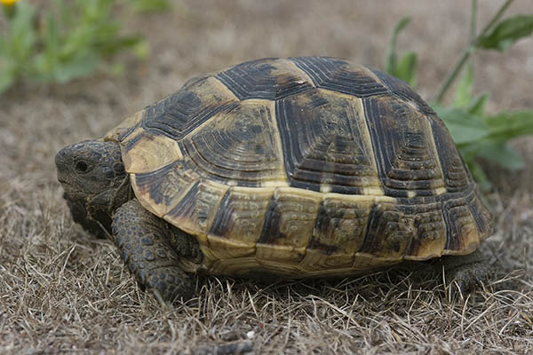 Moorse landschildpad. Foto: Rolf van Leeningen