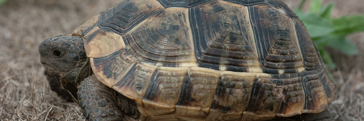 Moorse landschildpad. Foto: Rolf van Leeningen