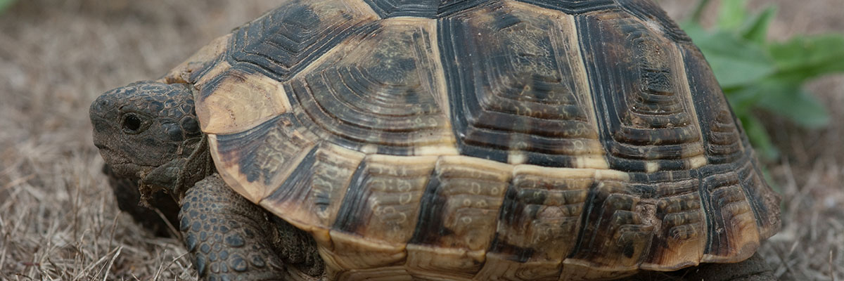 Moorse landschildpad. Foto: Rolf van Leeningen