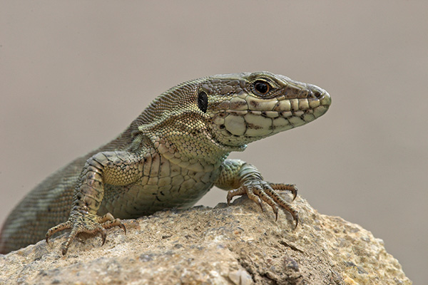 Muurhagedis. Foto: Jelger Herder