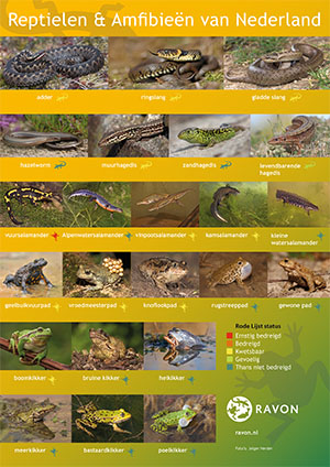 Poster amfibieën reptielen RAVON