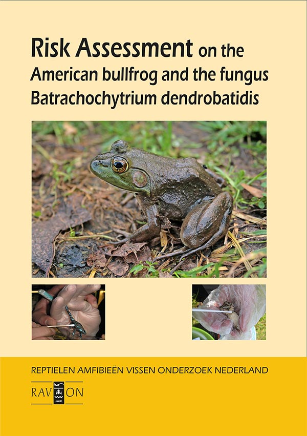 Rapport Amerikaanse stierkikker Chytridiomycose 