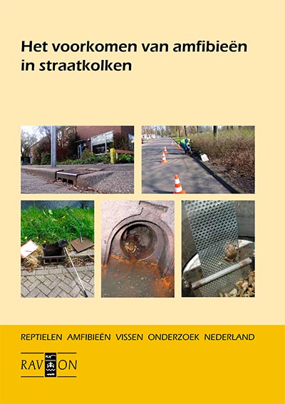 Het voorkomen van amfibieen in straatkolken Rapport
