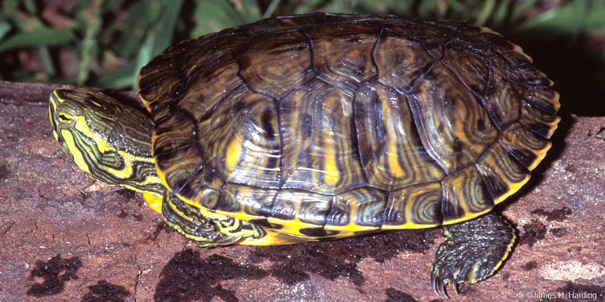 Geelwangschildpad. Foto: James Harding