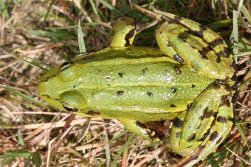 Groene kikker Ranavirus Annemarieke Spitzen