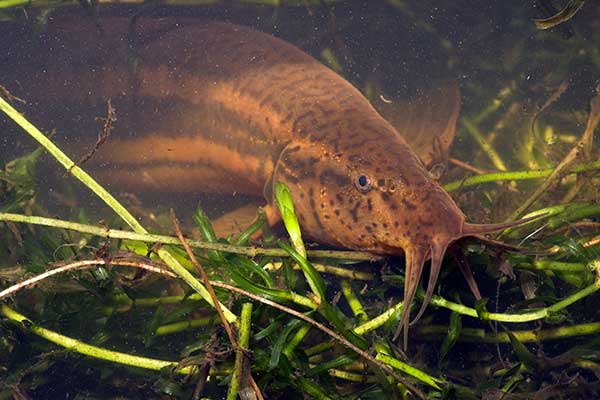 Grote Modderkruiper eDNA Jelger Herder