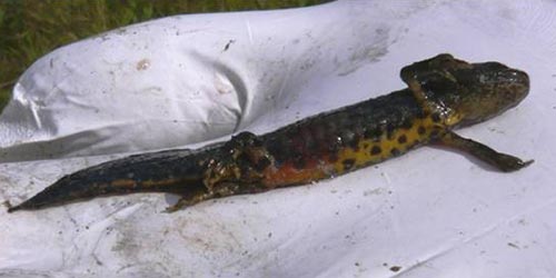 Kleine watersalamander Ranavirus Annemarieke Spitzen