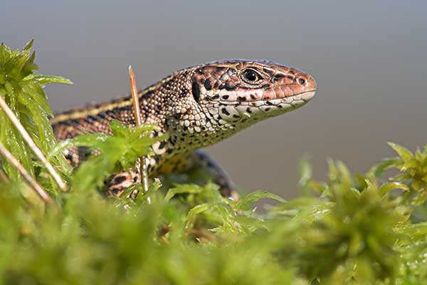 Vrijwilligers helpen met reptielen tellen. Foto: Jelger Herder