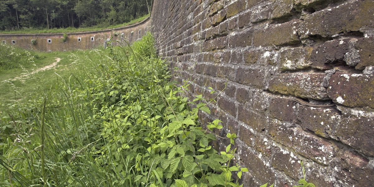 Muur Muurhagedis Maastricht Jelger Herder