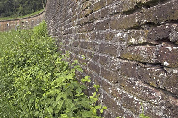 Leefgebied Muurhagedis Maastricht Jelger Herder