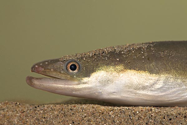 Vrijwilligers helpen met reptielen tellen. Foto: Jelger Herder