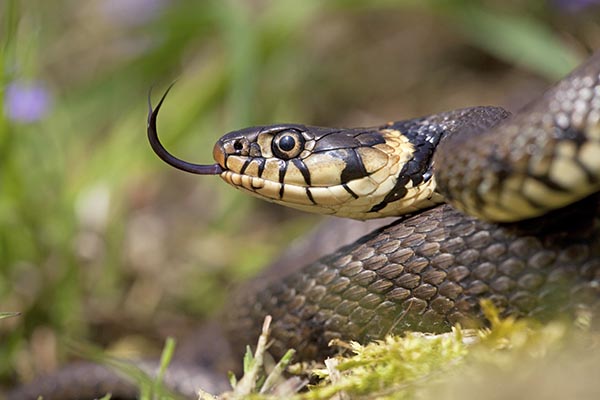 Genetisch onderzoek Ringslang DNA Jelger Herder