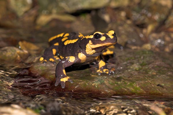 Vrijwilligers helpen met reptielen tellen. Foto: Jelger Herder