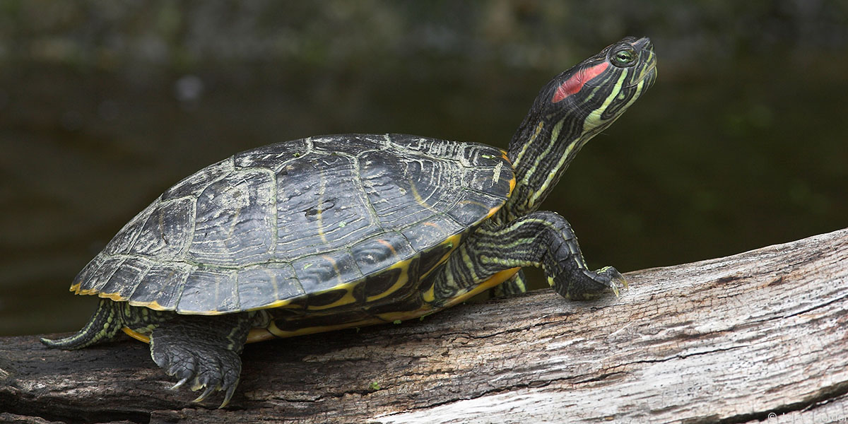 Roodwangschildpad. Foto: Jelger Herder