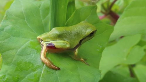 Misvormde boomkikker. Foto: B. Bronsdijk