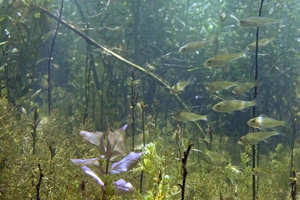 Kraamkamer Jonge vis Blik Onder Water