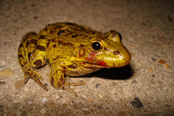 Groene kikker besmet met Ranavirus Dick Willems