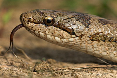 Gladde slang. Foto: Jelger Herder