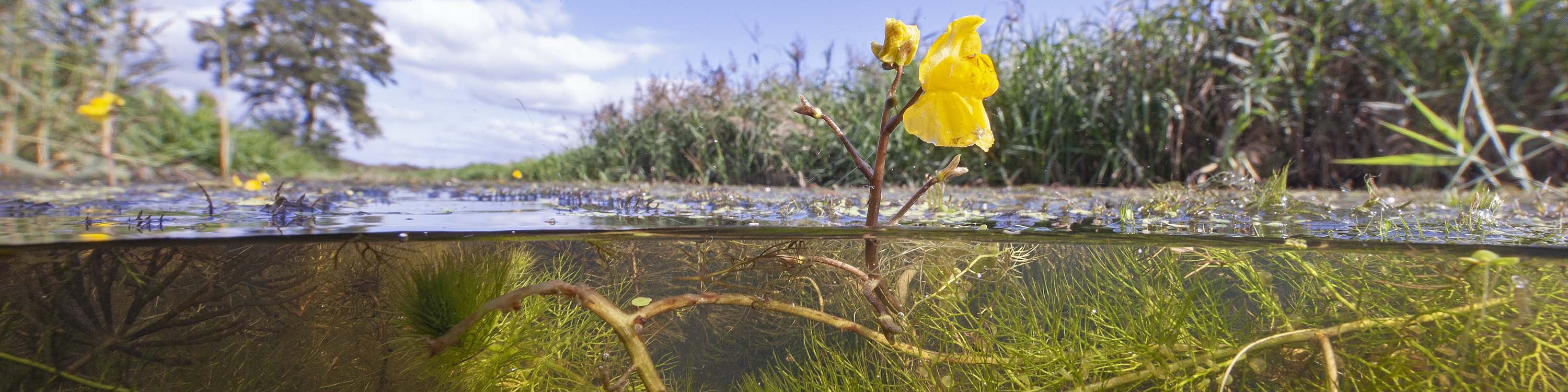 Waterplanten_Groot blaasjeskruid Arthur de Bruin