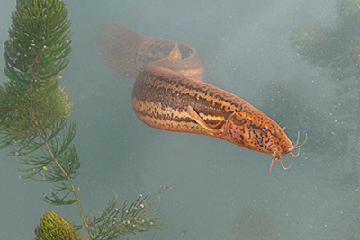 Grote modderkruiper. Foto: Jelger Herder