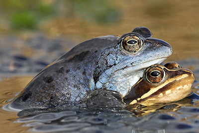 Heikikker. Foto: Jelger Herder