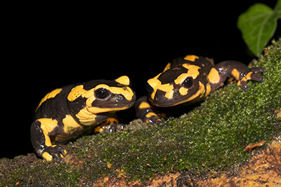 Vuursalamander. Foto: Jelger Herder