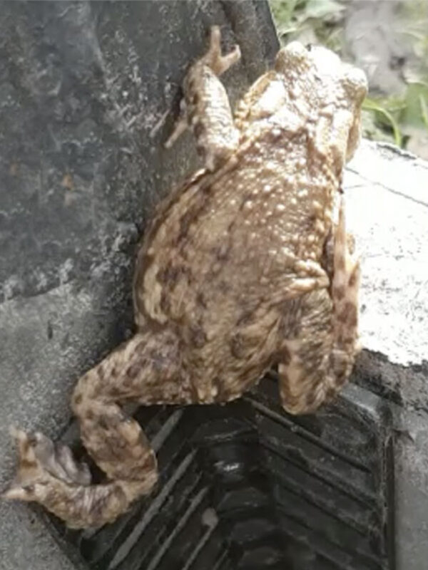 Hoektrap in straatkolk