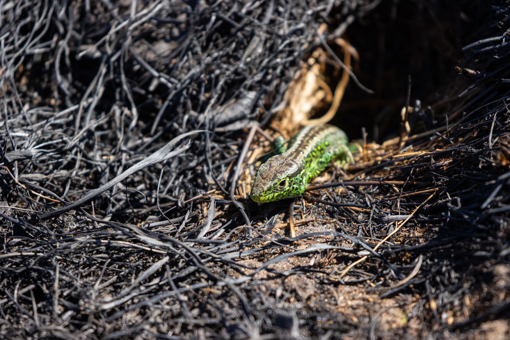 Zandhagedis in brandgebied
