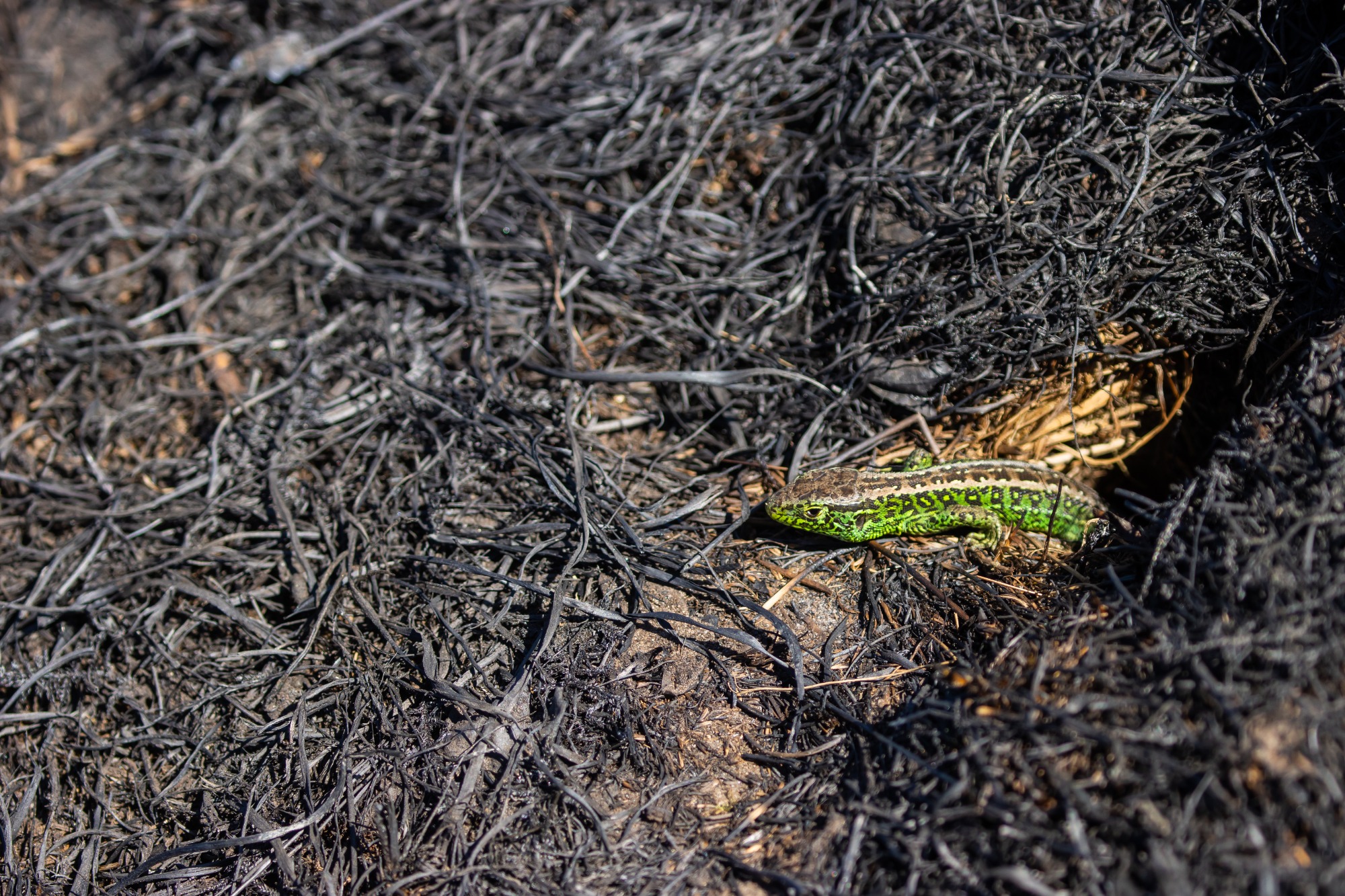 Zandhagedis in een door brand getroffen gebied
