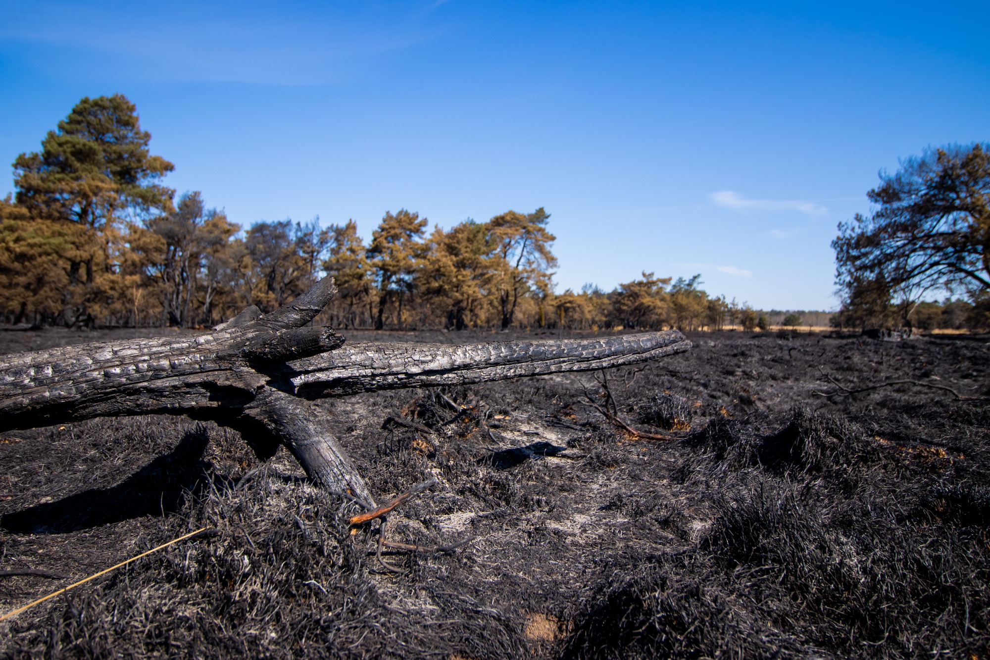 Verbrand heidelandschap na natuurbrand