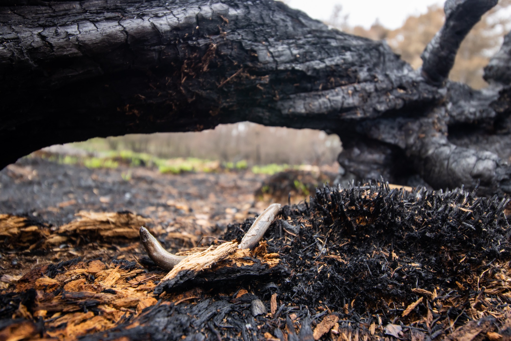 Hazelworm slachtoffer van natuurbrand