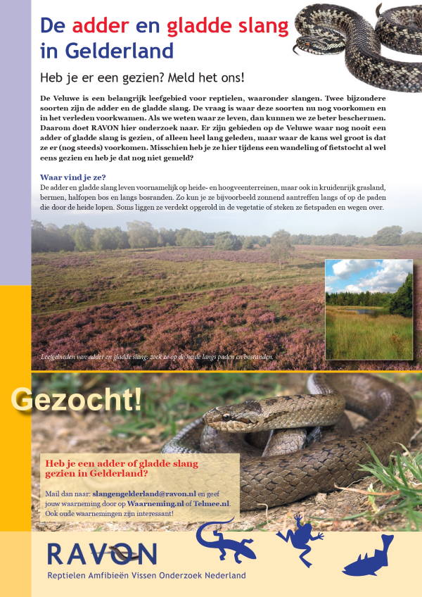 Flyer slangen Gelderland adder gladde slang