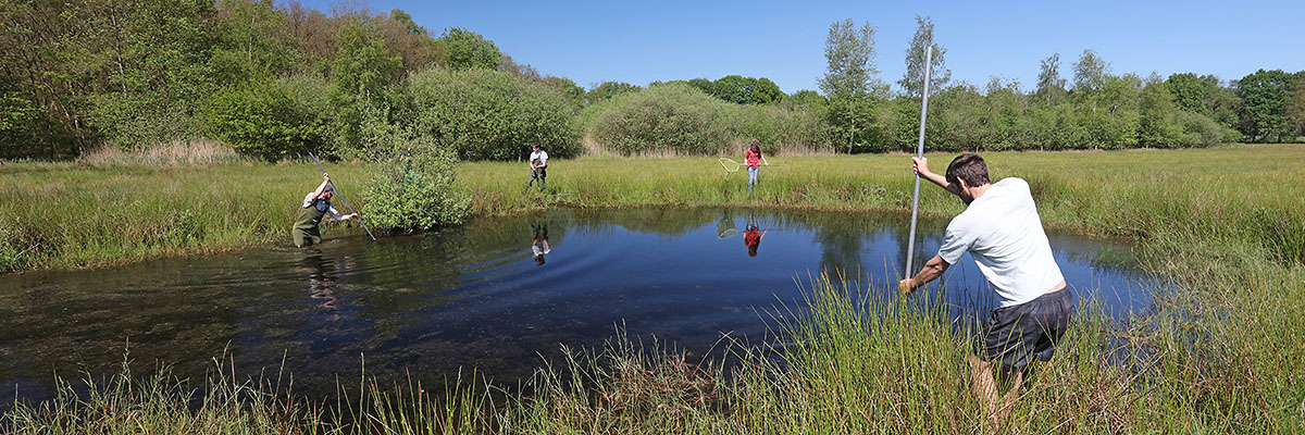 Amfibieën daglijstjes. Foto: Jelger Herder