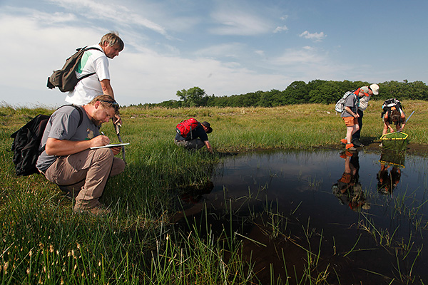 Vrijwilligers tellen amfibieën. Foto: Jelger Herder