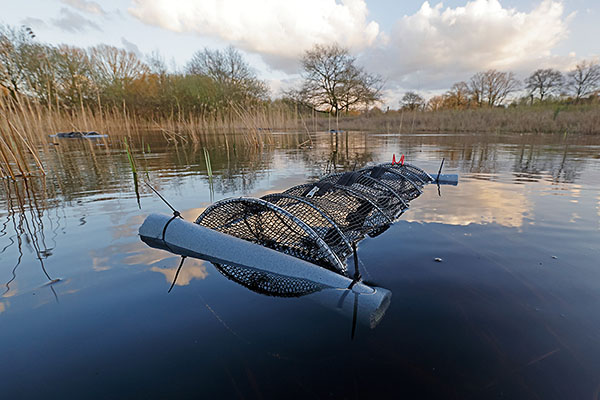 Kamsalamander. Foto: Jelger Herder