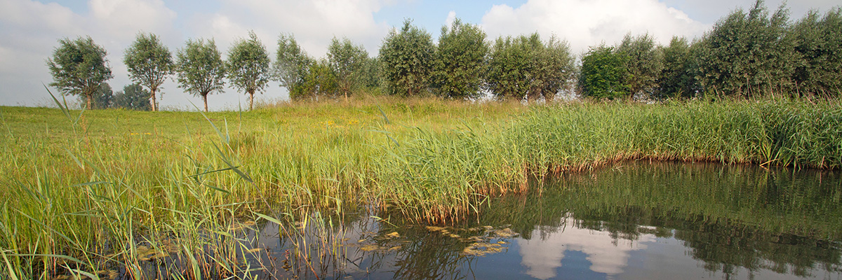 Amfibieën Natura2000. Foto: Jelger Herder