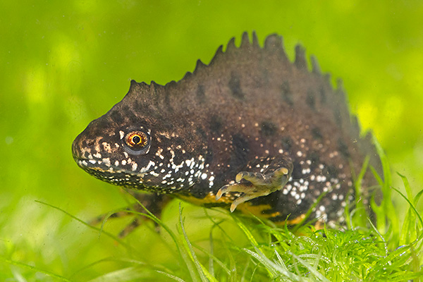 Kamsalamander. Foto: Jelger Herder