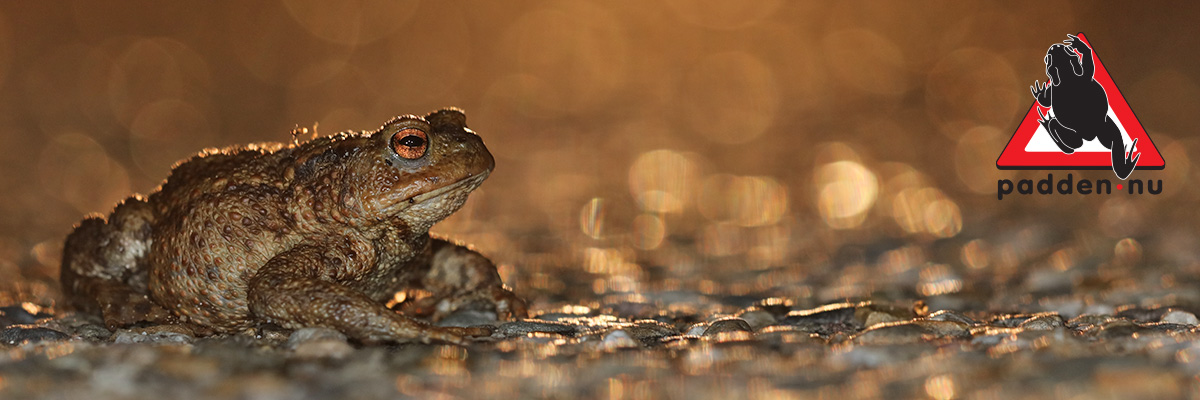 Amfibieën padden overzetten. Foto: Jelger Herder