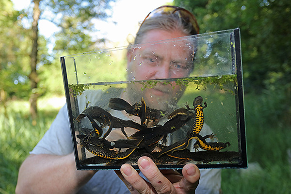 Vrijwilliger bekijkt kamsalamanders in een cuvet. Foto: Jelger Herder