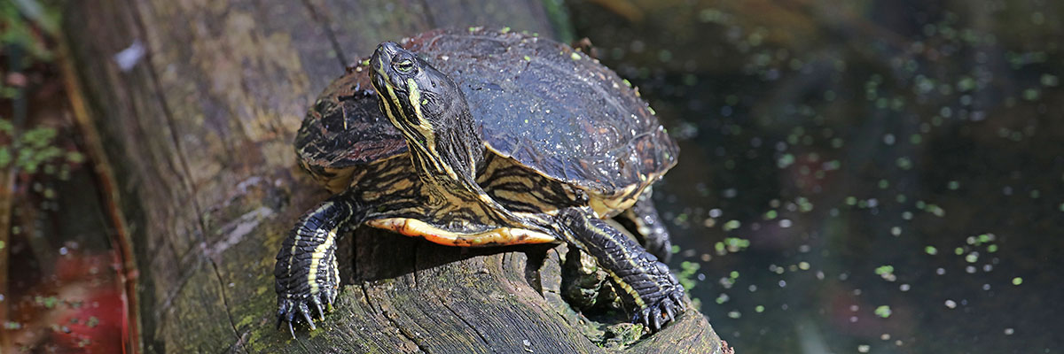 Reptielen vast traject. Foto: Jelger Herder