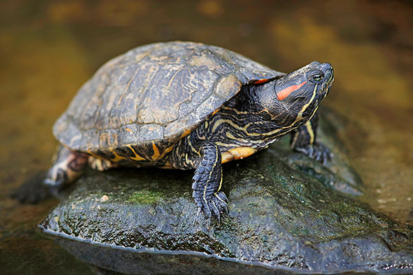 Exotische schildpadden. Foto: Jelger Herder