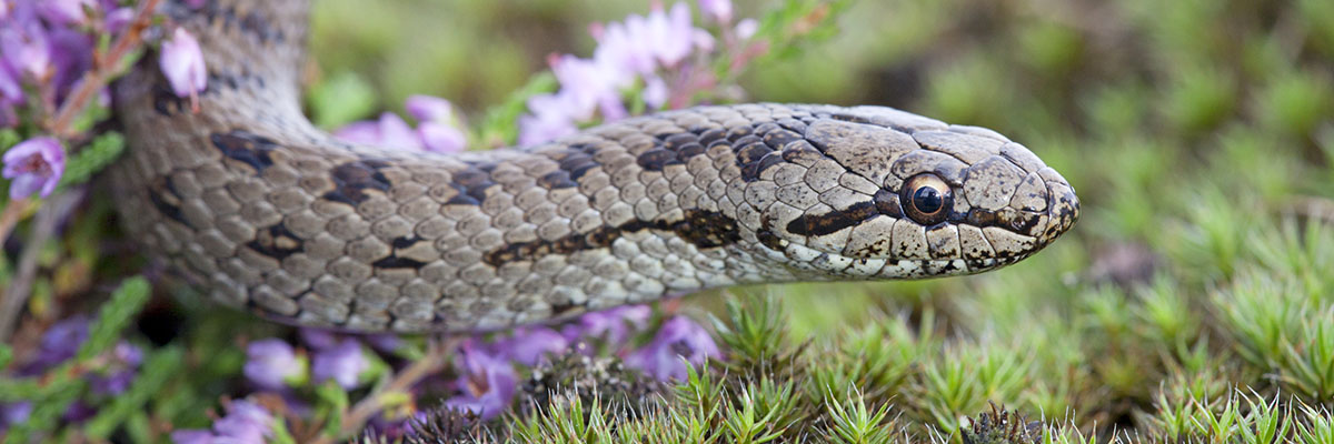 Reptielen zoek een soort. Gladde slang. Foto: Jelger Herder