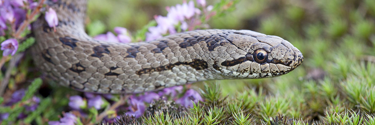 Gewoon overlopen Identiteit graven Reptielen - Zoek een soort