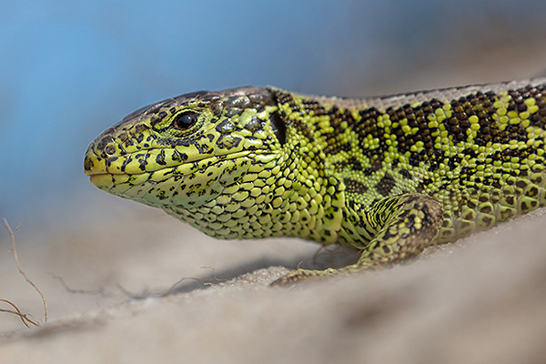 Vrijwilliger zoekt reptielen op een vast traject. Foto: Jelger Herder