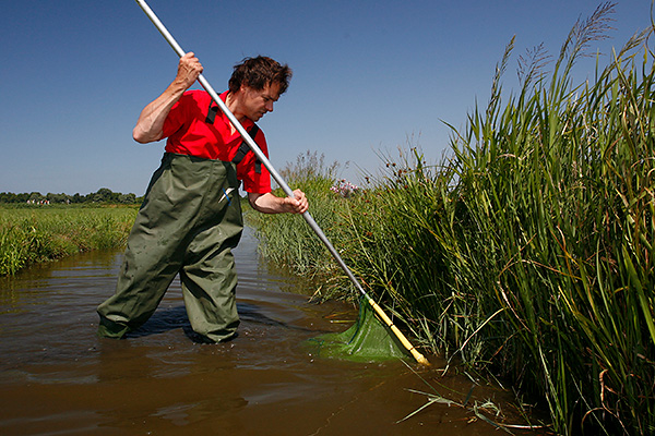 Vrijwilliger is het vissen met een schepnet. Foto: Jelger Herder