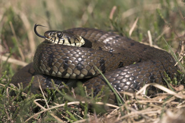 Vrijwilliger zoekt reptielen op een vast traject. Foto: Arnold van Rijsewijk