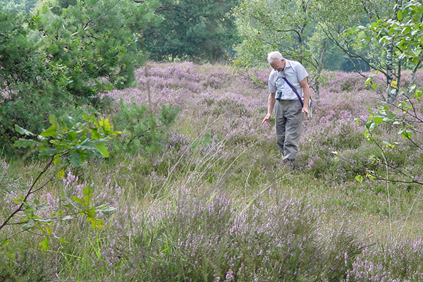 Vrijwilliger zoekt reptielen op een vast traject. Foto: Arnold van Rijsewijk