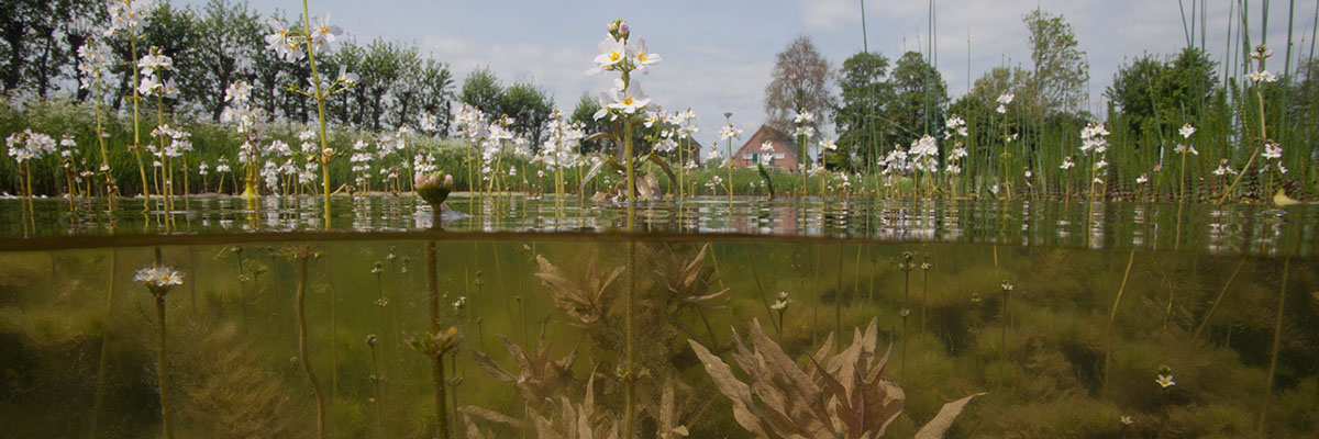 Water en land. Foto: Blik Onder Waer